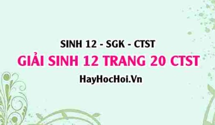 Giải Sinh 12 trang 20 Chân trời sáng tạo SGK